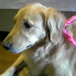 ぬくもりの宿 ふる川 - 弟の愛犬「リスキー」ちゃん！女の子です。