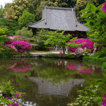 長岳寺 - 長岳寺　つつじ満開