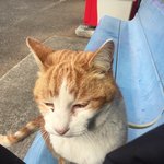 きなこ