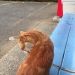 きなこ