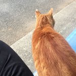 きなこ