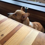 愛犬の駅 - テーブル席・犬用の台とリードフックあり