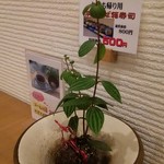 明Le庵 - 焼き鯖がお得です