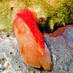 水暉 - 金目鯛の昆布締め