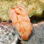 水暉 - ボタン海老