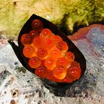 水暉 - いくらの醤油漬け