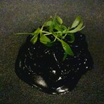 Ode - イカスミ アオリイカ コリアンダー