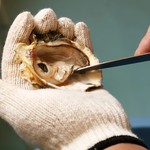 鳴門沖えびす水産 - 