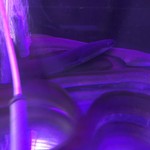 にょろ助 瓢六亭 - 水槽の鰻