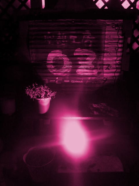 空想工房OZのライオン（クウソウコウボウノライオン） - 輪西（パスタ）の写真