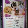 猫カフェ にゃんくる 蒲田店