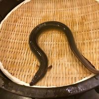 入谷鬼子母神門前のだや - 
