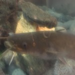 鰻はし本 - なまず