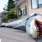 Yuzuan - 2017年11月　台風で倒れてしまったサメのオブジェ