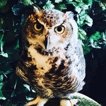 ふくろうカフェ楽園 - 