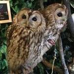 ふくろうカフェ楽園 - 