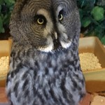 ふくろうカフェ楽園 - 