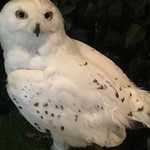 ふくろうカフェ楽園 - 