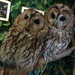 ふくろうカフェ楽園 - 