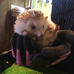 ふくろうカフェ楽園 - 