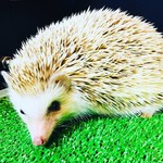 ふくろうカフェ楽園 - 