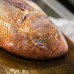 うを徳 - 明石（あかし）眞鯛（まだひ）