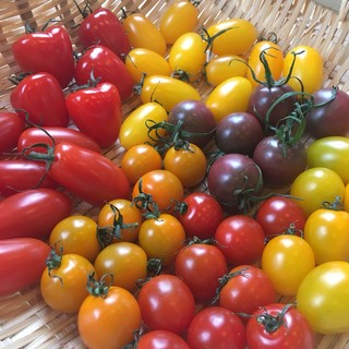 自社農園で採れた新鮮な野菜を使ったメニュー