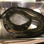 うを徳 - 天然海鰻(宮城) 400g