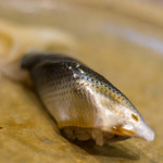 うを徳 - 小鰭（こはだ）