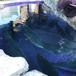 活魚料理 びんび家 - はまちの生簀