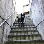 活魚料理 びんび家 - お手洗いに行くまでにワンコロに会えます