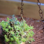 ビストロ ラ ペクニコヴァ - 