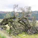 徳山鮓 - 倒れた柳