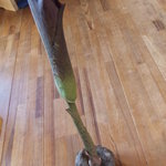 清澄の里 粟 - こんにゃくいもの花