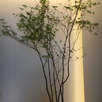 レミニセンス - 