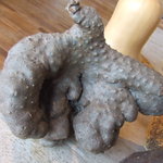 清澄の里 粟 - 仏掌芋さん