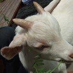 清澄の里 粟 - 子やぎのペーター君