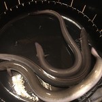 鰻はし本 - 静岡県吉田町 石川さんの大ヒネ仔