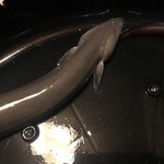 鰻はし本 - 静岡県吉田町 石川さんの大ヒネ仔