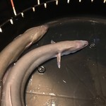 鰻はし本 - 静岡県吉田町 石川さんの大ヒネ仔