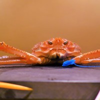弧玖 - 