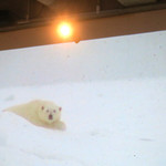 PACE - 映像は北極の銀世界〜♬