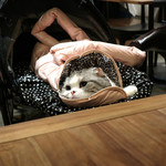 PACE - ミーちゃん est arrivee!!