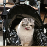 PACE - 生クリームが大好物なの