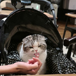 PACE - それでは・・みい様もうひと舐め〜どうぞ〜♡