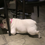 PACE - シャイなダイアナ