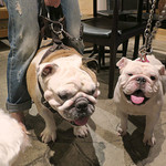 PACE - 迫力のヒクソン君