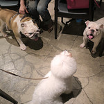 PACE - これが犬の ”こんばんは”