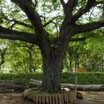 山小屋　佐藤 - この庭一番の大木。(　・∀・)ｲｲ!!