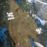 姫路まえどれ市場 - 生簀のヒラメ